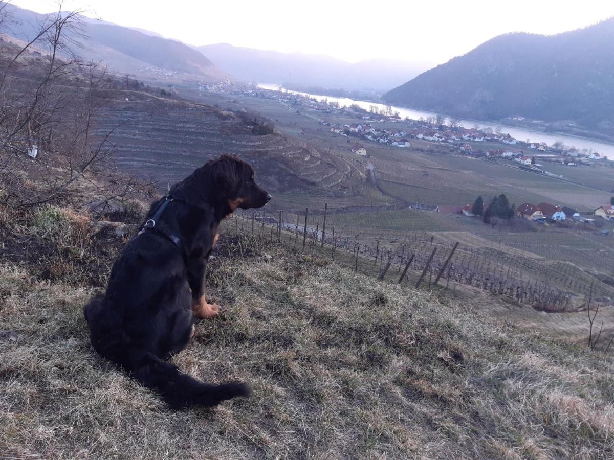 Appartamento Weinbau Weidenauer Wösendorf Esterno foto